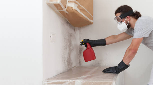 Basement Mold Remediation treatment on basement walls in Cologne